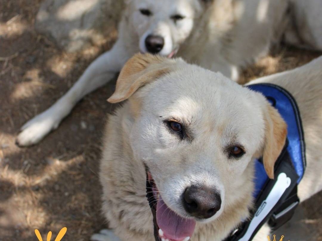 Adotta un cane, maschio, 2 anni e 7 mesi, Crotone