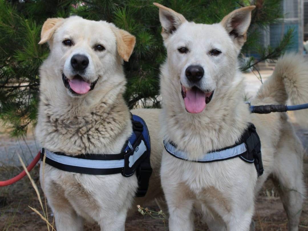 Vuoi adottare un cane a Crotone?