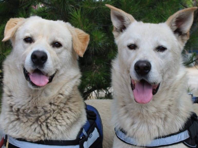 Adozione cane, maschio, Razza sconosciuta Razza sconosciuta, 2 anni e 7 mesi, taglia media, Crotone