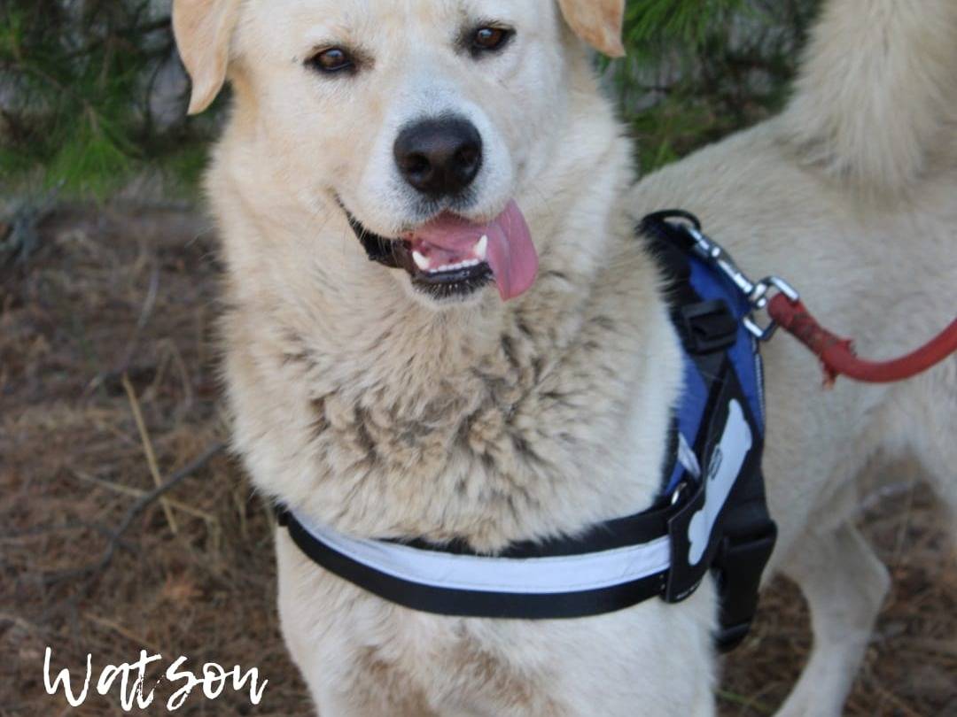 Adotta il cane Sherlock e Watson a Crotone