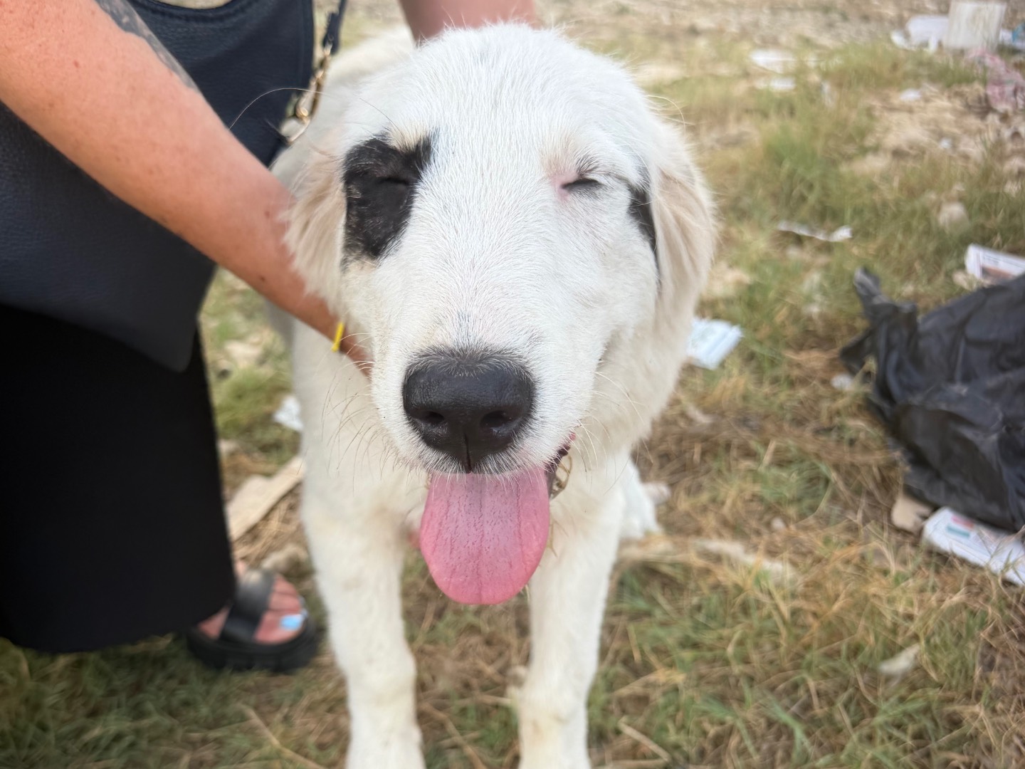 Adotta un cane, femmina, 5 mesi, Roma