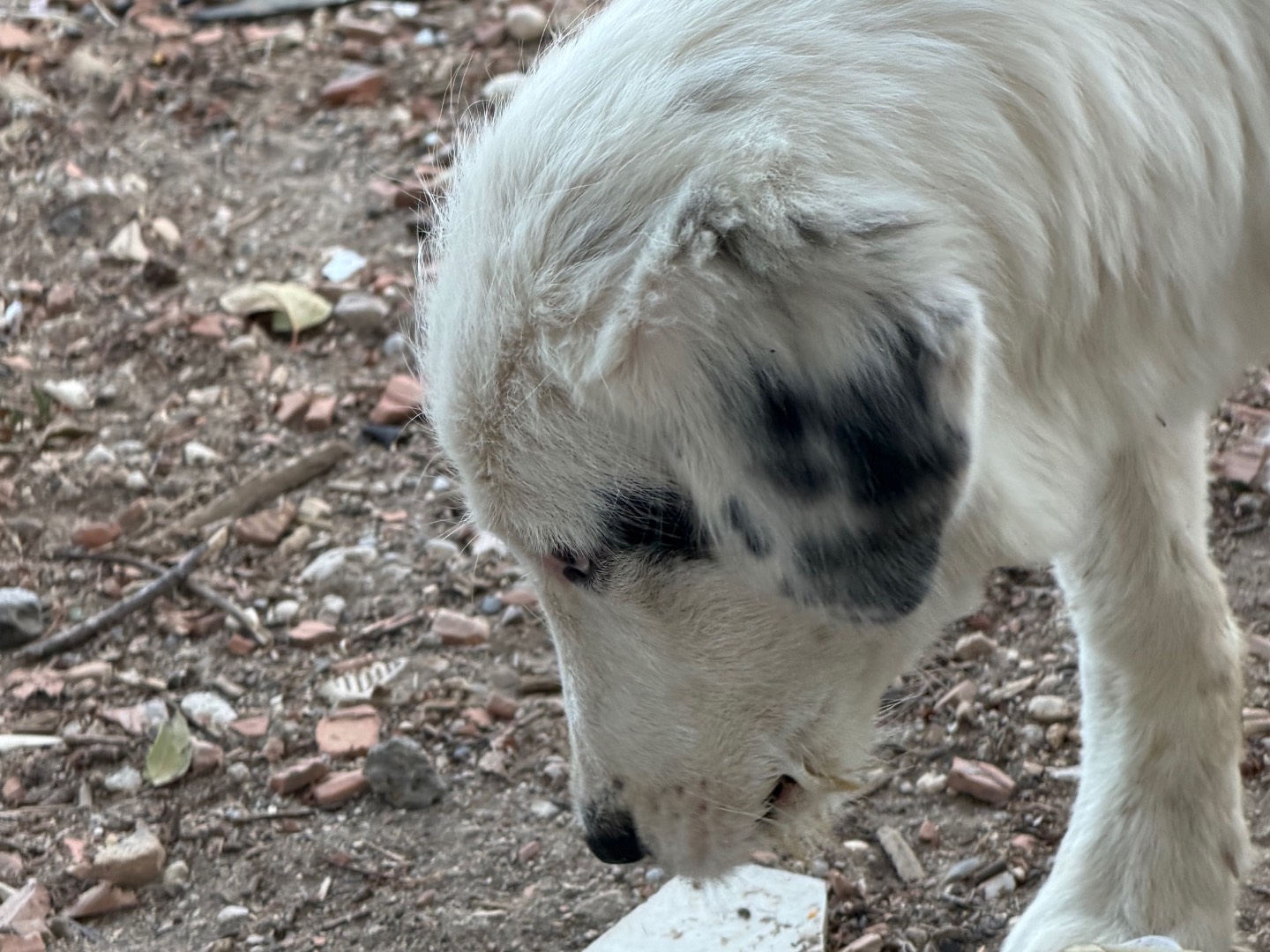 Adotta un cane, taglia media contenuta, femmina, Roma