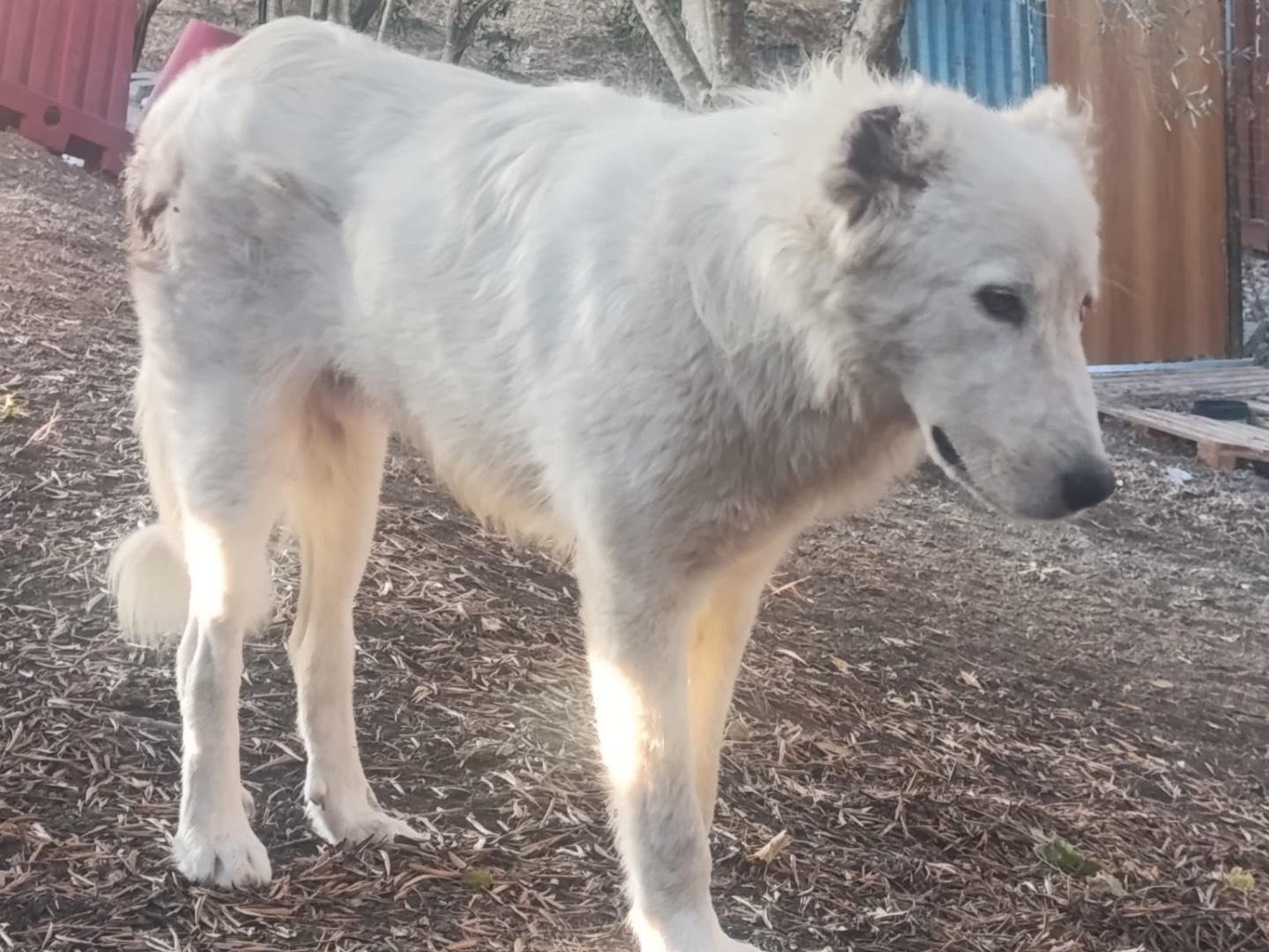 Adotta un cane, taglia grande, maschio, Roma