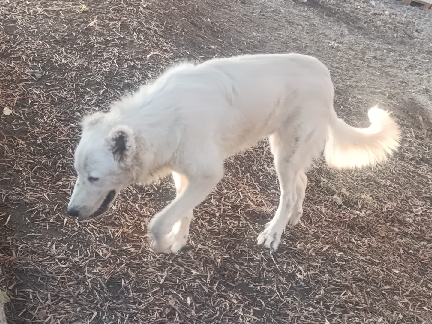 Vuoi adottare un cane a Roma?