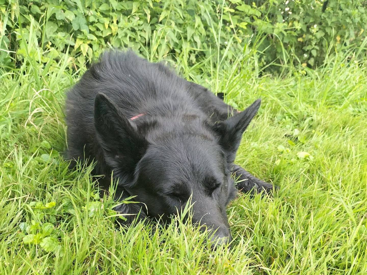 Adotta un cane, femmina, 3 anni e 9 mesi, Bergamo