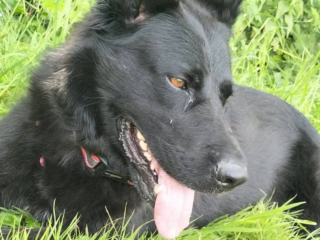 Adotta un cane, taglia grande, femmina, Bergamo