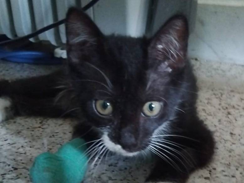 Adozione gatto, maschio, Razza sconosciuta Razza sconosciuta, 2 mesi, taglia non valida, Brescia