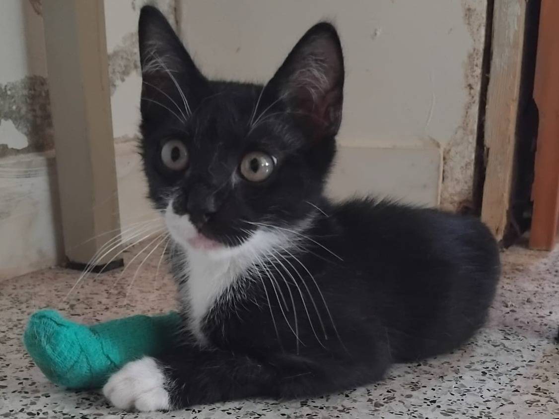 Adotta un gatto, maschio, 2 mesi, Brescia