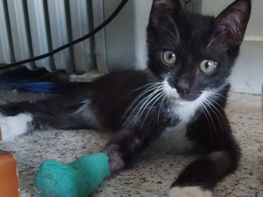 Adotta un gatto, taglia non valida, maschio, Brescia