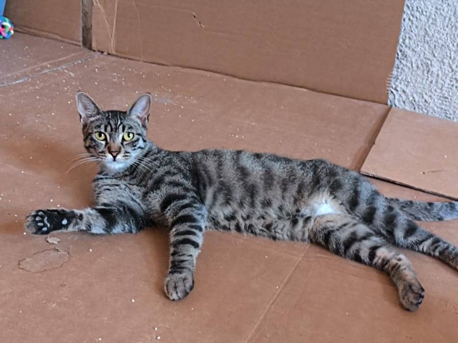 Adotta un gatto, maschio, 2 anni, Bari