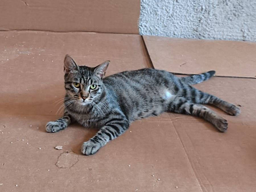 Adozione gatto, maschio, Razza sconosciuta Razza sconosciuta, 2 anni, taglia non valida, Bari