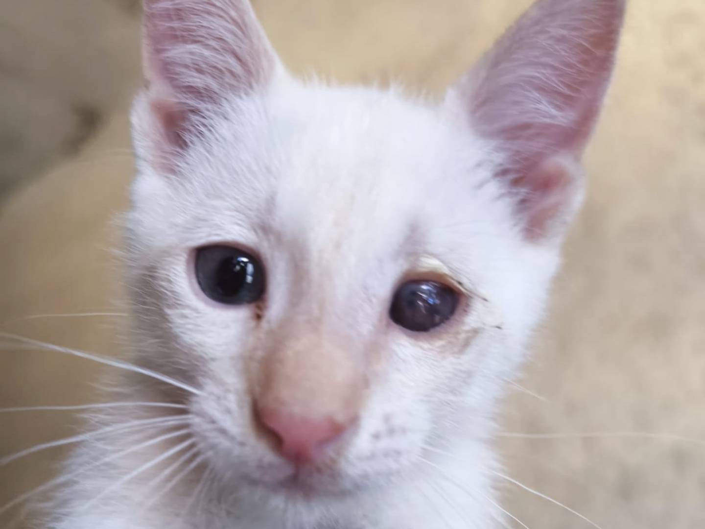 Adotta un gatto, maschio, 3 mesi, Bari
