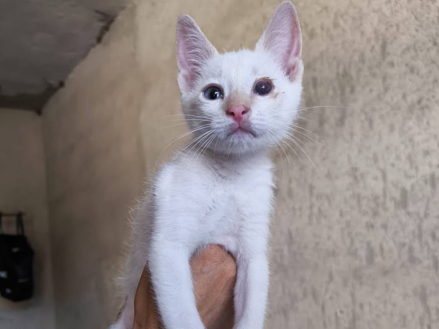 Adotta un gatto, taglia non valida, maschio, Bari