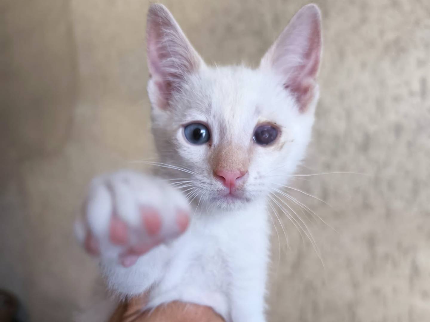 Adozione gatto, maschio, Razza sconosciuta Razza sconosciuta, 3 mesi, taglia non valida, Bari