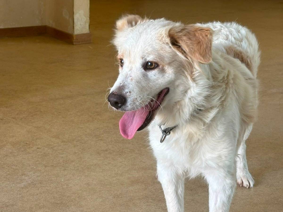 Adozione cane, maschio, Razza sconosciuta Razza sconosciuta, 1 anno, taglia media, Bari