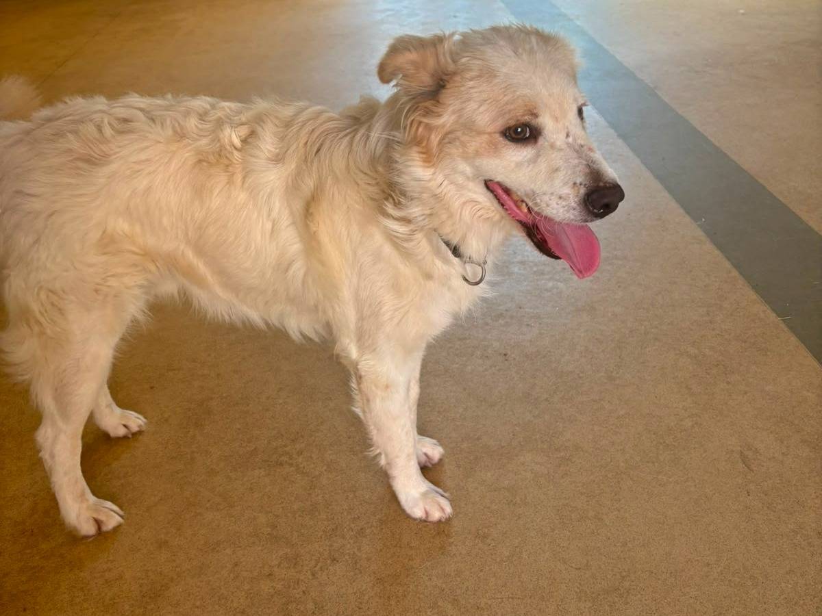 Adotta un cane, maschio, 1 anno, Bari