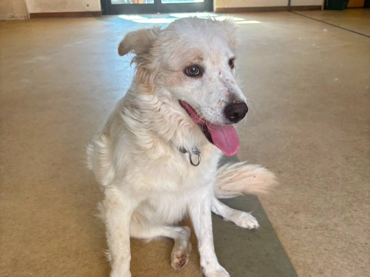 Adotta un cane, taglia media, maschio, Bari
