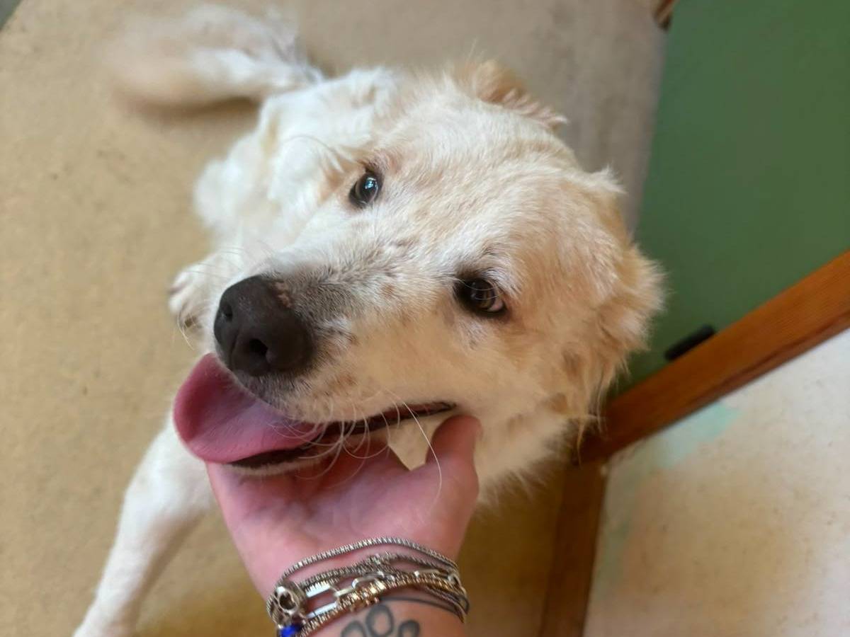 Vuoi adottare un cane a Bari?