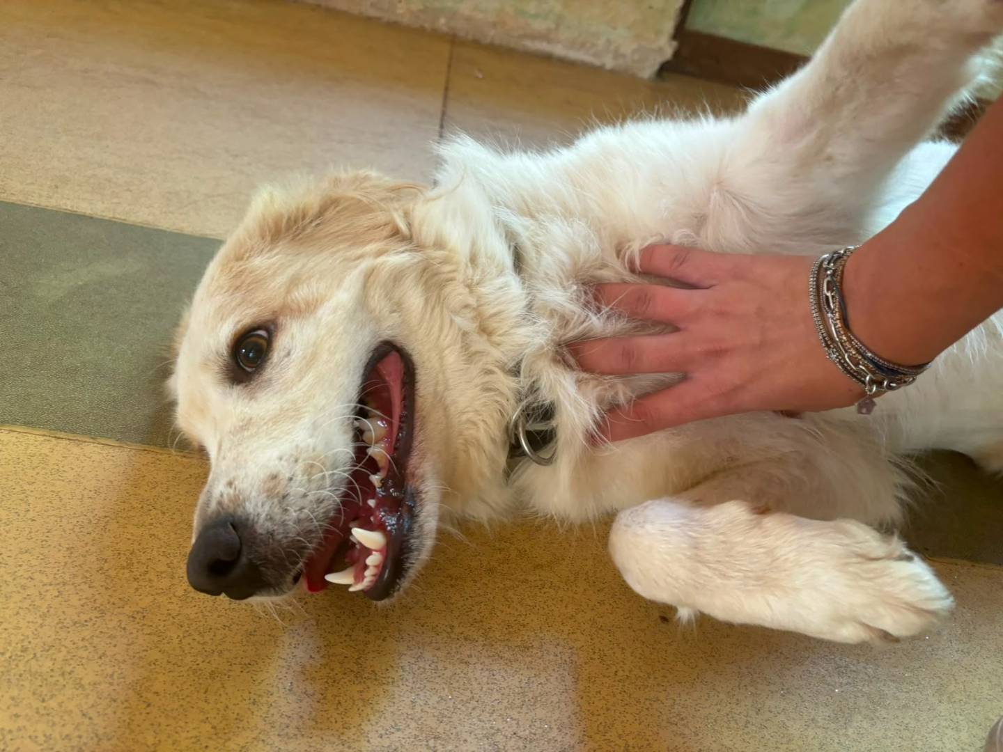 Adotta il cane Lollo a Bari