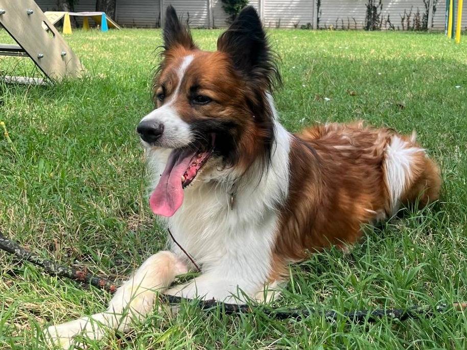 Adozione cane, maschio, Razza sconosciuta Razza sconosciuta, 8 anni e 1 mese, taglia media, Milano