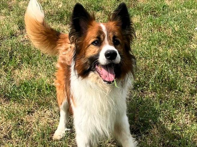 Adotta un cane, maschio, 8 anni e 1 mese, Milano