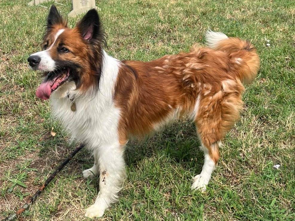 Adotta un cane, taglia media, maschio, Milano