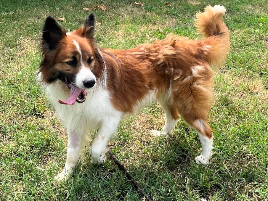 Vuoi adottare un cane a Milano?