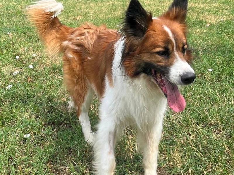 Adotta il cane CHARLIE a Milano