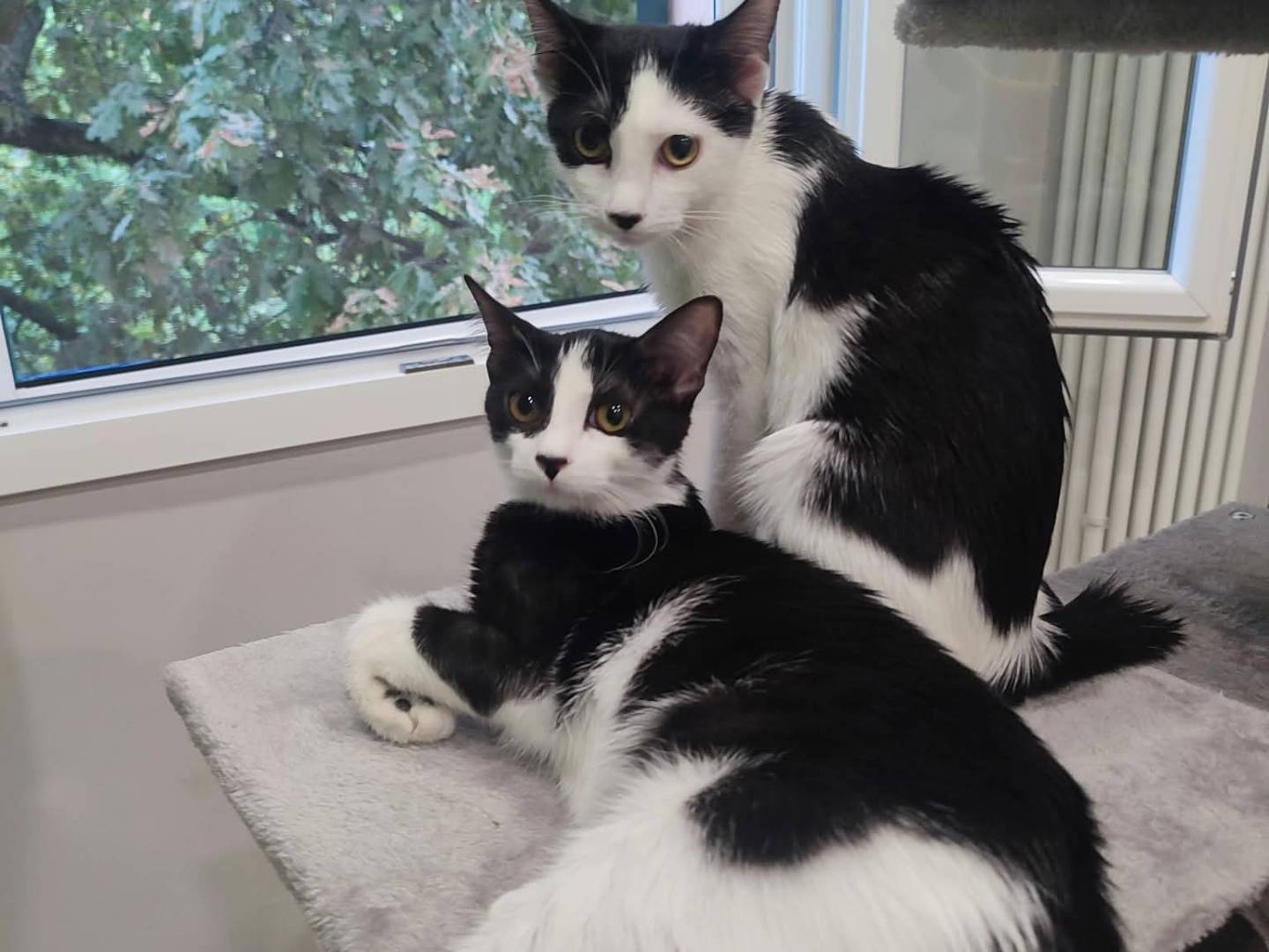 Adozione gatto, femmina, Razza sconosciuta Razza sconosciuta, 3 mesi, taglia non valida, Bologna