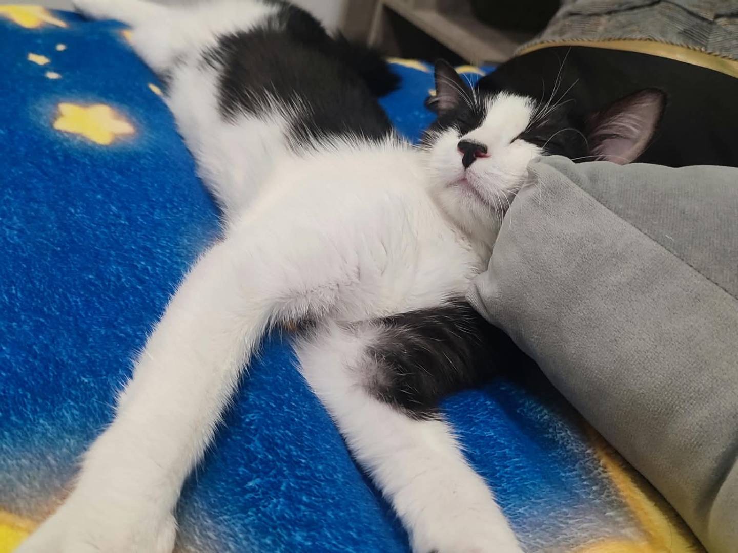 Adotta un gatto, femmina, 3 mesi, Bologna