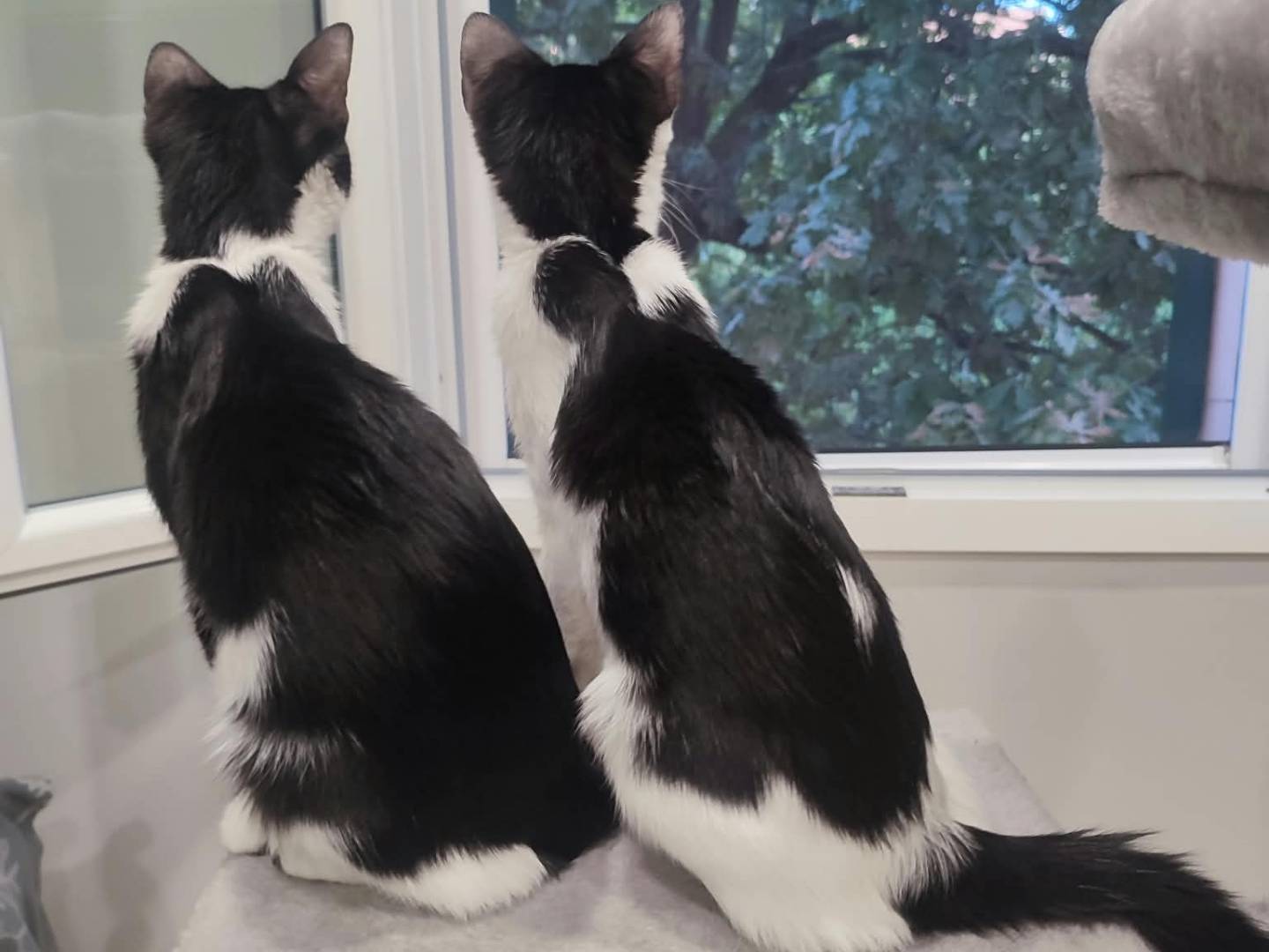 Adotta un gatto, taglia non valida, femmina, Bologna
