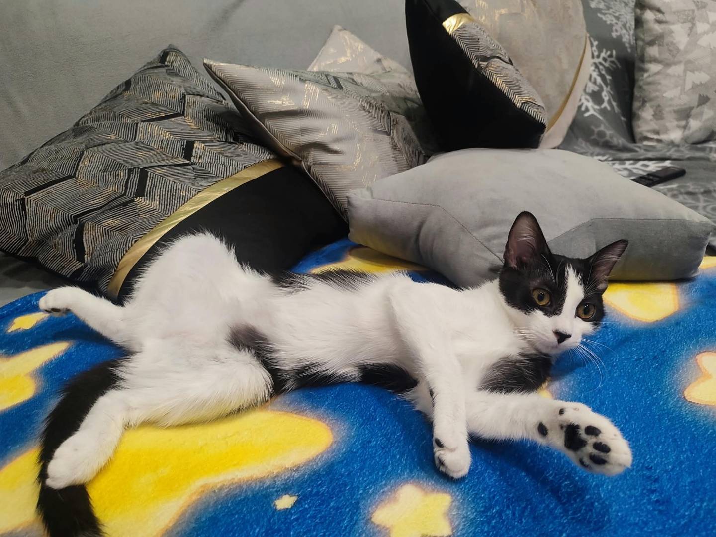 Vuoi adottare un gatto a Bologna?