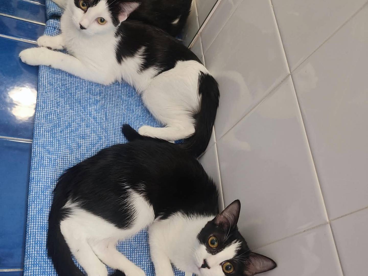 Adotta il gatto Muffin e Meringa a Bologna