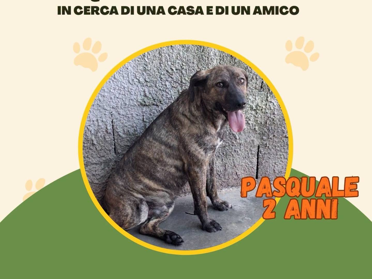 Foto 1 dell'animale