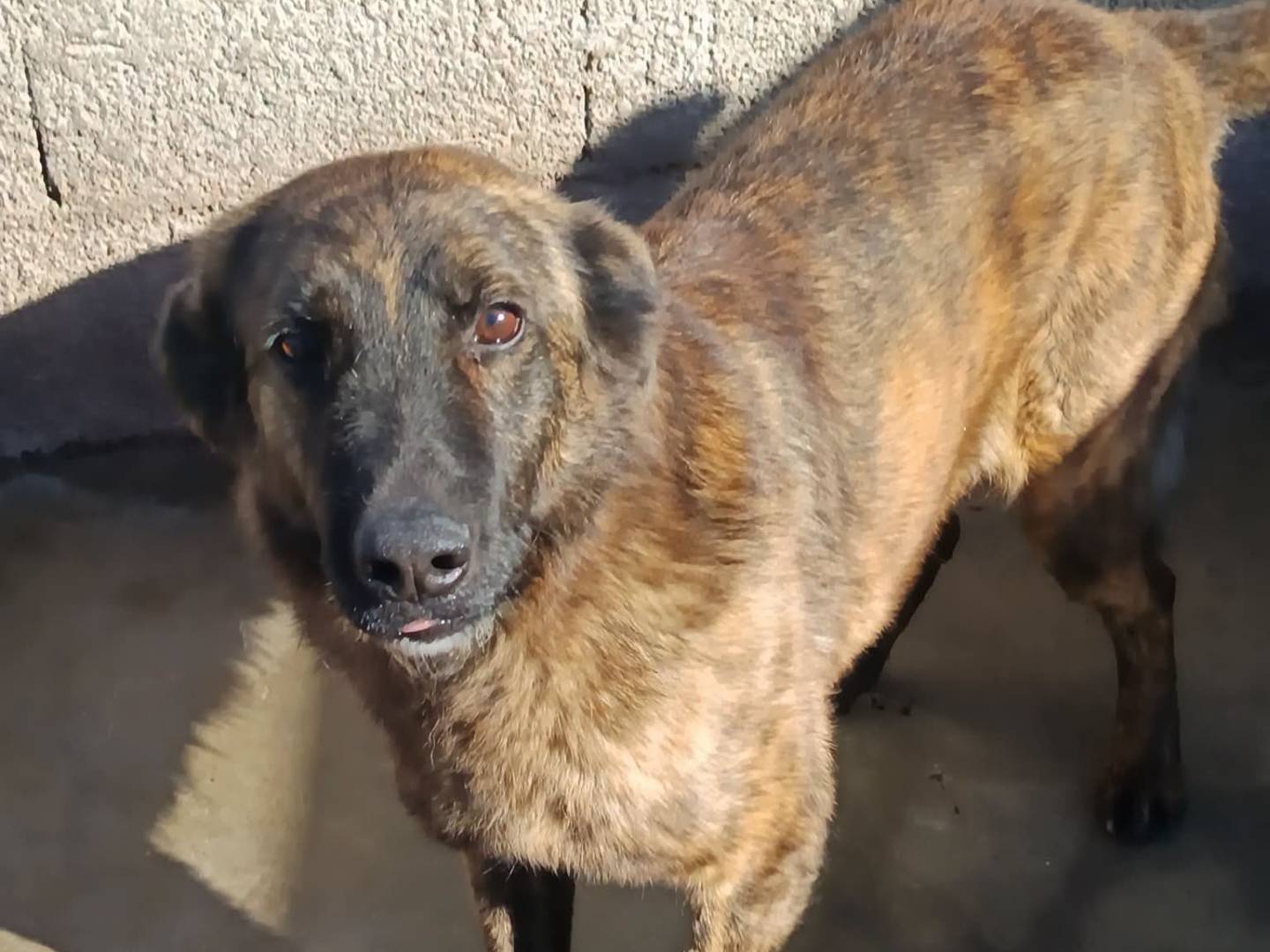 Adozione cane, maschio, Razza sconosciuta Razza sconosciuta, 8 anni, taglia media contenuta, Vibo