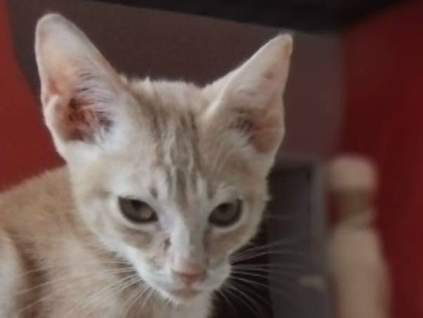 Adotta un gatto, taglia non valida, maschio, Brescia