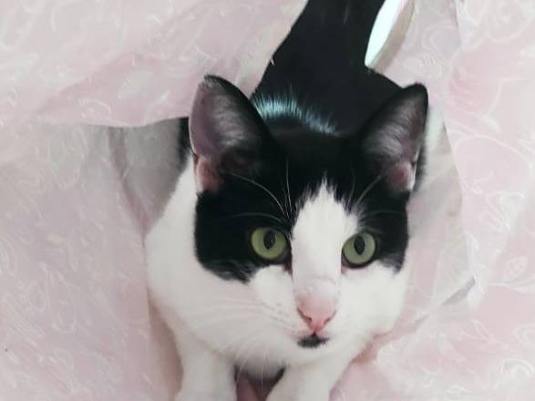 Adozione gatto, maschio, Razza sconosciuta Razza sconosciuta, 4 anni e 7 mesi, taglia non valida, Milano