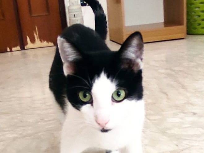 Adotta un gatto, maschio, 4 anni e 7 mesi, Milano