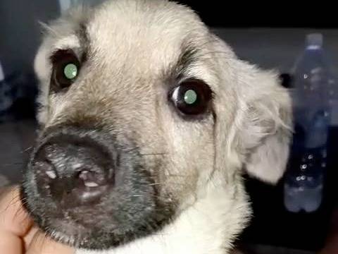 Adotta un cane, taglia media, femmina, Crotone
