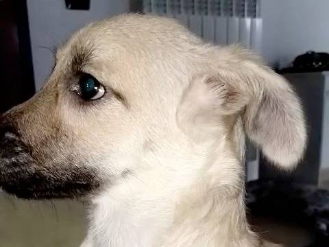 Vuoi adottare un cane a Crotone?