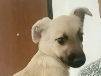 Adotta un cane, femmina, 3 mesi, Crotone