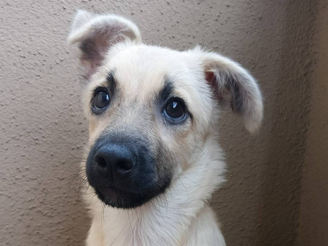 Adozione cane, femmina, Razza sconosciuta Razza sconosciuta, 3 mesi, taglia media, Crotone