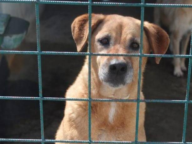 Adozione cane, maschio, Razza sconosciuta Razza sconosciuta, 13 anni e 1 mese, taglia media, Cremona