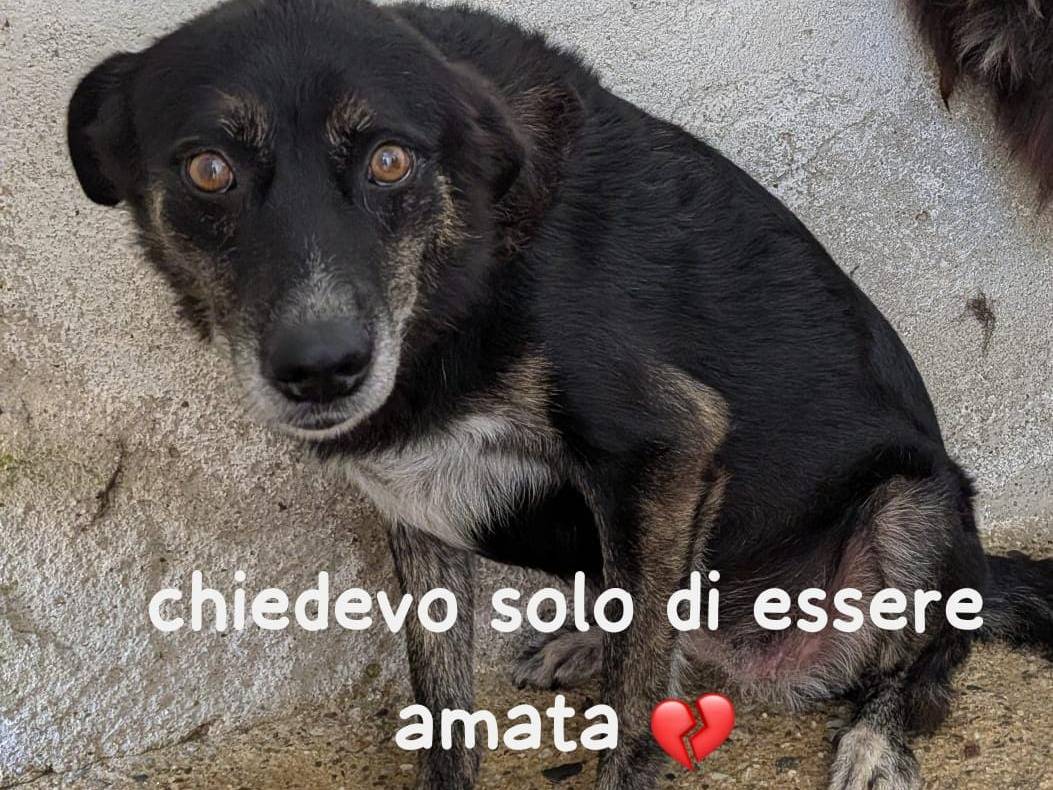 Adozione cane, femmina, Razza sconosciuta Razza sconosciuta, 10 anni, taglia media, Imperia
