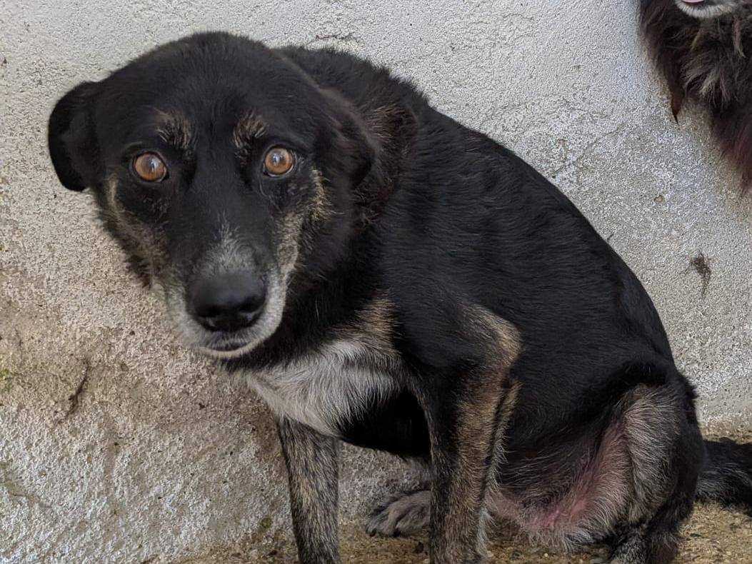 Adotta un cane, femmina, 10 anni, Imperia