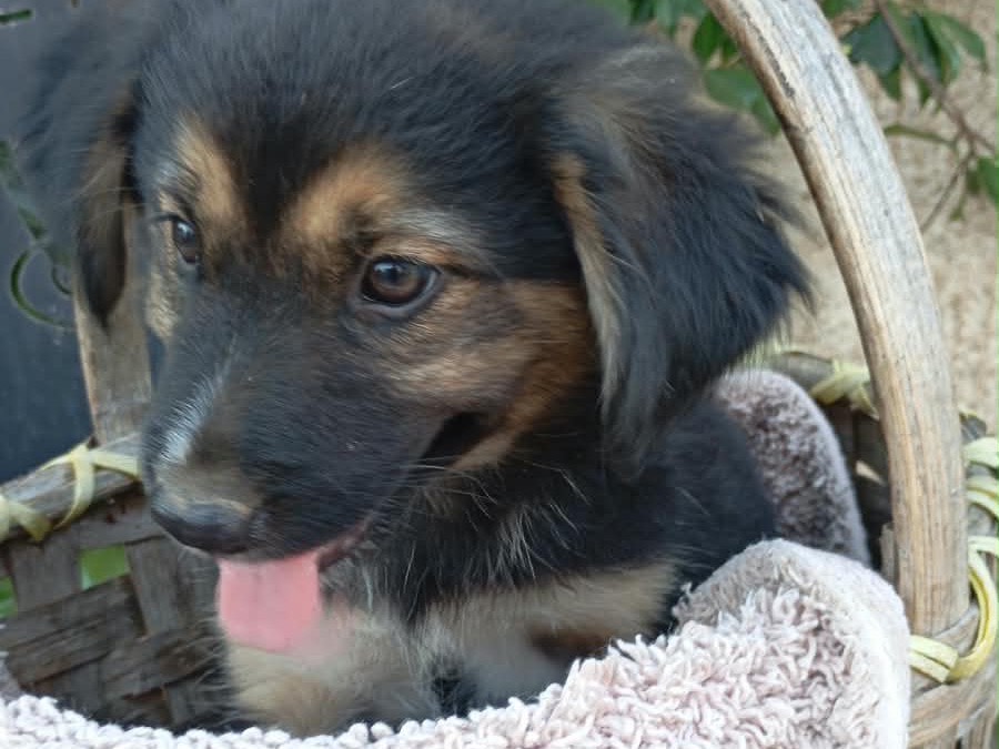 Adozione cane, femmina, Razza sconosciuta Razza sconosciuta, 2 mesi, taglia media, Vibo