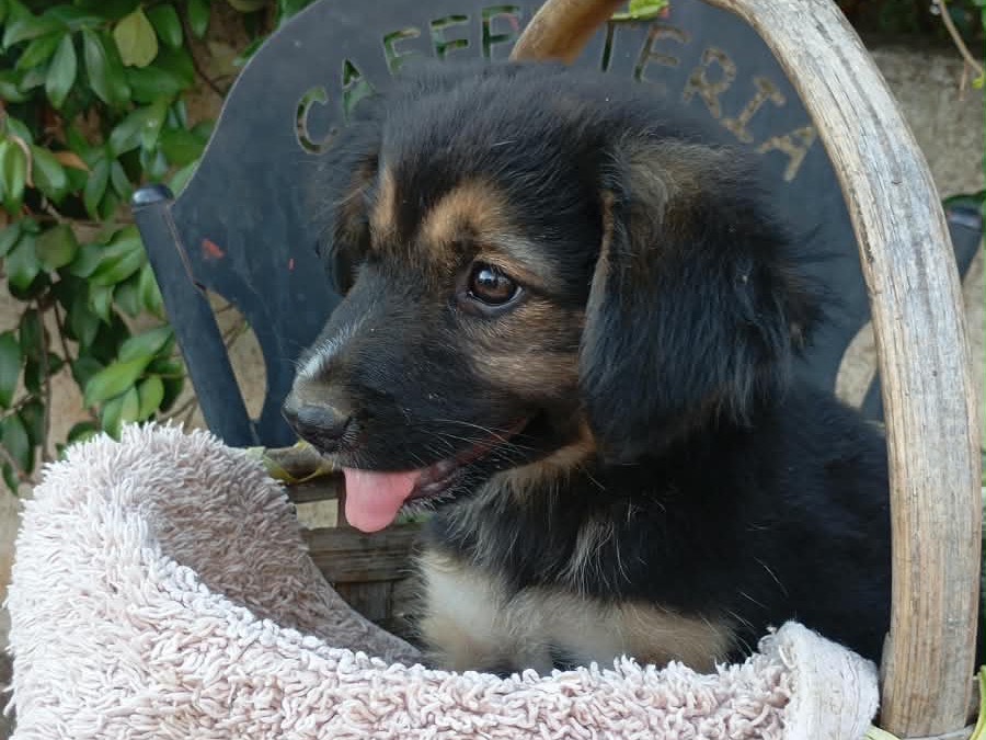 Adotta un cane, femmina, 2 mesi, Vibo