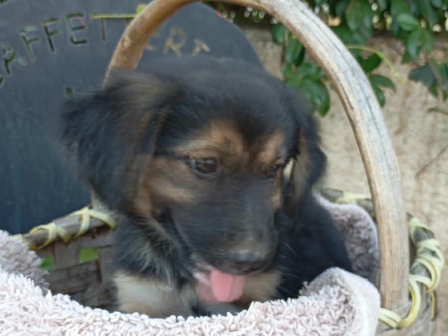 Adotta un cane, taglia media, femmina, Vibo