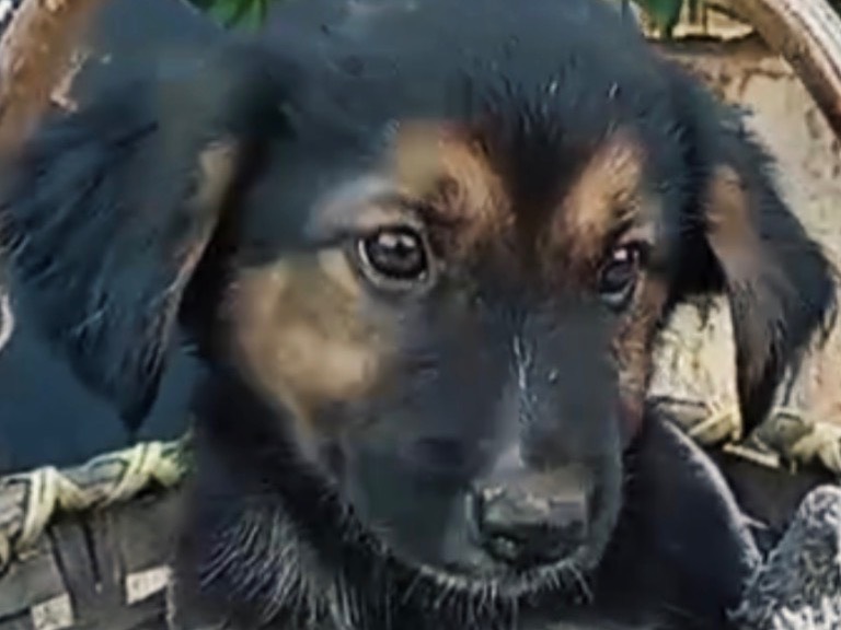 Vuoi adottare un cane a Vibo?