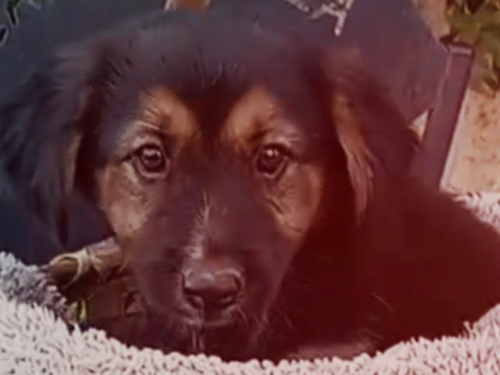 Adotta il cane Belle a Vibo